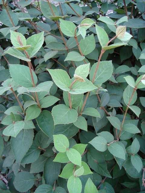 Judd Viburnum branches